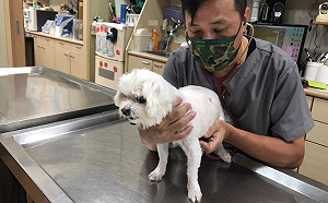 心臟病竟是毛寶貝十大死因前三名  新北動保處助飼主防治