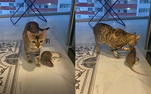 豹貓喝水慘遭老鼠亂入　牠抬頭求救：奴才不幫？