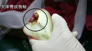 中國公布台灣蓮霧病蟲害照 陳吉仲稱｢把蟲殺掉還是能吃｣黃暐瀚驚訝