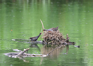 萬綠叢中一點「紅」 新北濕地生態令人驚艷