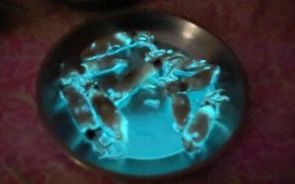 小卷冒藍色螢光！內行反喊：很珍貴