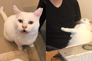 (影)白貓一舉動宛如嬌弱少女 網讚：牠愛他！