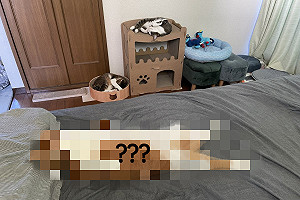 如何分貓年資看睡相就懂？網一看笑：像在看進化過程！