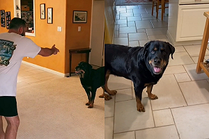 (影)狗玩手槍遊戲竟不願起來　待奴才一動作補完：這才對！