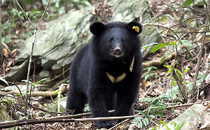 (影)首例成功野放台灣黑熊追蹤全公開！林務局：保育史里程碑