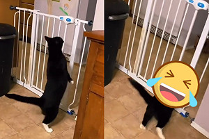 (影)戲精貓跳柵欄猶豫動作太多　網一看卻笑：弄得我好心急！