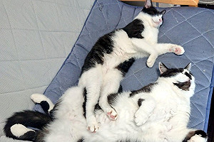 (影)同胎貓姐弟一起長大　體型天差地別笑翻網：會不會吃的差別！