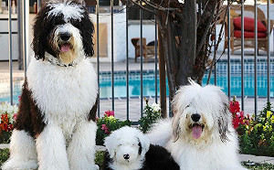 Ohtani超可愛！二刀流犬大谷爆紅