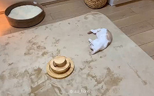 (影)收編小萌貓幾天後牠翻肚狂睡　飼主：謝謝你信任我們！