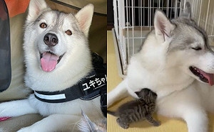 (影)小奶貓栽進二哈毛裡狂蹭：有夠香！