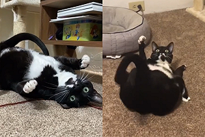 (影)貓玩耍模樣超魔性　網傻：正常嗎？