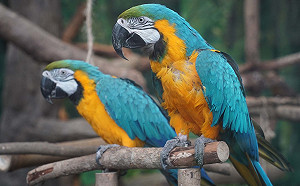 中國又出現怪病 浙江「鸚鵡熱」釀1死 多人住院