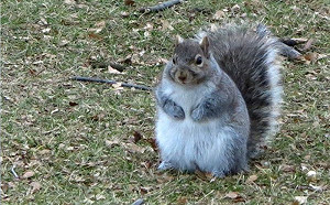 美國萬聖節松鼠竟成最爽得利者！