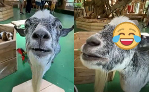 (影)山羊玩自動逗貓器竟秒當機笑翻網友