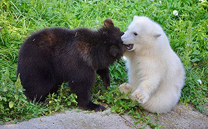 北極熊寶寶遇上小灰熊竟變甜蜜麻吉