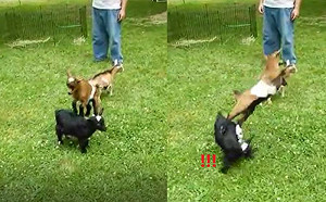 小羊放風開心「跳羊背」飛踢同伴