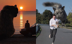 模擬巨貓世界真貓奴卻回：會滅亡！