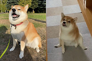 (影)曝柴犬用屁股走路原因：時候到了！