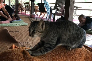 (影)貓咪幫客人按摩　網：費用算罐罐？