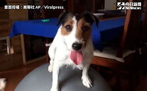 (影)狗狗超強平衡感　瑜珈球成牠新玩具