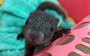 小松鼠萌翻校園  高市瑞豐國小強調生命教育課程