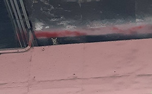 流浪幼貓受困橋墩餓三天 新北動保處高空驚險救援成功