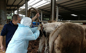 連牛都要陰性證明？ 中國張家口過度管控 官員：理解有偏差 已改善