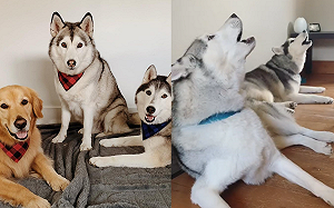 (影)二哈放聲尖叫惹金金瞪飼主：不管？