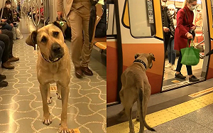 (影)浪犬每日搭車30公里　竟懂先下後上