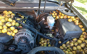 車主崩潰清7桶胡桃　兇手竟是松鼠