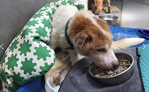 世界保健日 新北動保處傳授毛寶貝2項健康要訣