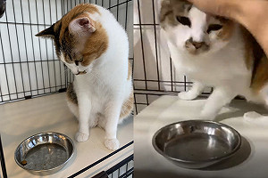 (影)貓咪每餐都留乾乾　網知真相被暖哭