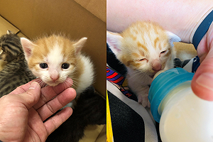 (影)小貓喝奶耳朵竟露可愛反應！