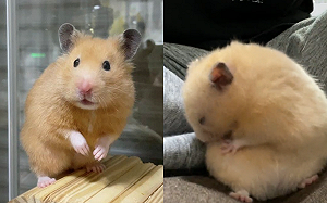 (影)小倉鼠毛理一半竟斷電　網：是寶寶