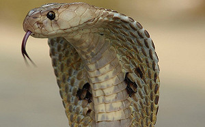 他比毒蛇還毒? 印度男童遭眼鏡蛇咬中後反咬兩口 毒蛇當場死亡