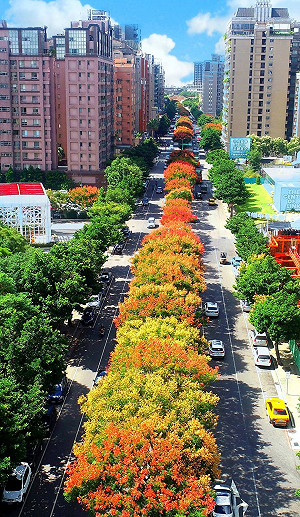 千棵「臺灣欒樹」金黃紅褐蒴果 染紅新北林口天際線