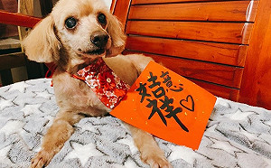 九九重陽敬老 新北狗瑞照護祈福活動開跑