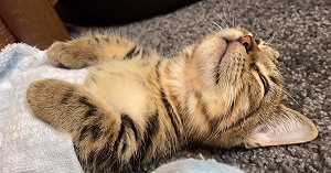 (影)小貓熟睡中敲手手　網笑：練打鼓？