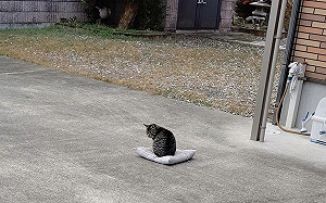 (影)坐墊被吹走　他卻見上面長出石敢當