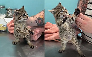 (影)小貓變「功夫喵」怒開掌花：別碰我