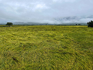 圓規颱風致災！農委會：全台農損超4千萬元 重災區花蓮占比過半