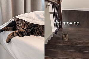 貓咪瘋魷魚遊戲！轉頭秒停超熟練