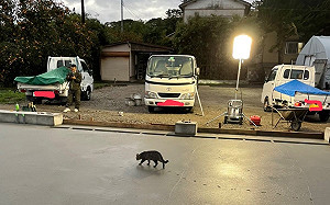 貓無視勸阻！將水泥踩滿神聖腳印