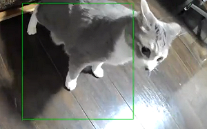 (影)日本地震慌張貓竟跟著左右彈動！