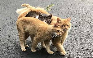 買農舍送貓咪伴手禮　她笑：是天堂