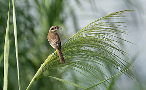 早秋賞鳥去！新北河濱公園「濕地觀鳥」報乎你知