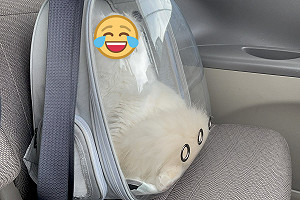 (影)沒講去醫院！貓咪震驚臉曝　網笑翻