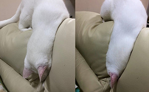 沙發見「白海參」！奴：果然是液體