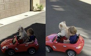 小狗開車載男童！神技巧飼主看傻眼