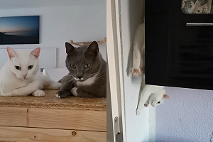 (影)白貓特務式身法下櫥櫃　驚呆網！